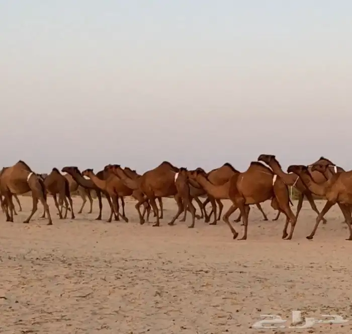 ابل ذود صفر وشعل طيبه للبيع 0