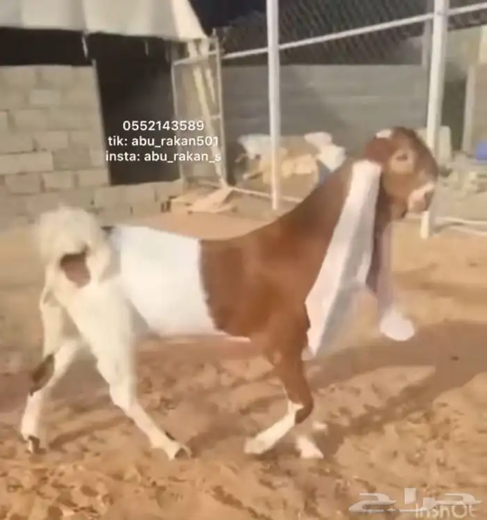 جفره فاخره 0