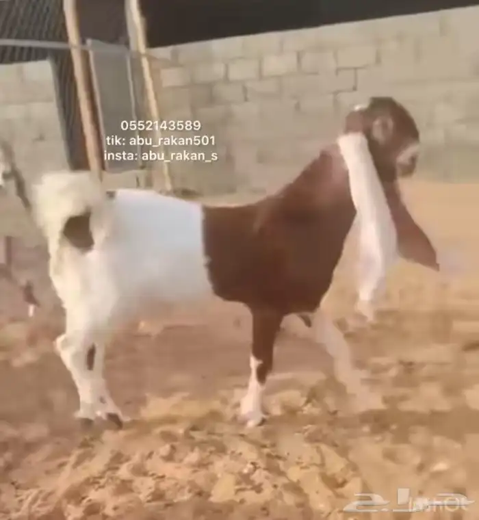 جفره فاخره 1