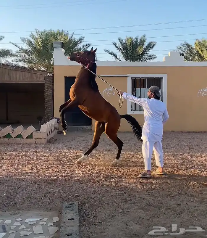 حصان  الجزيري ما عليها وراك 2