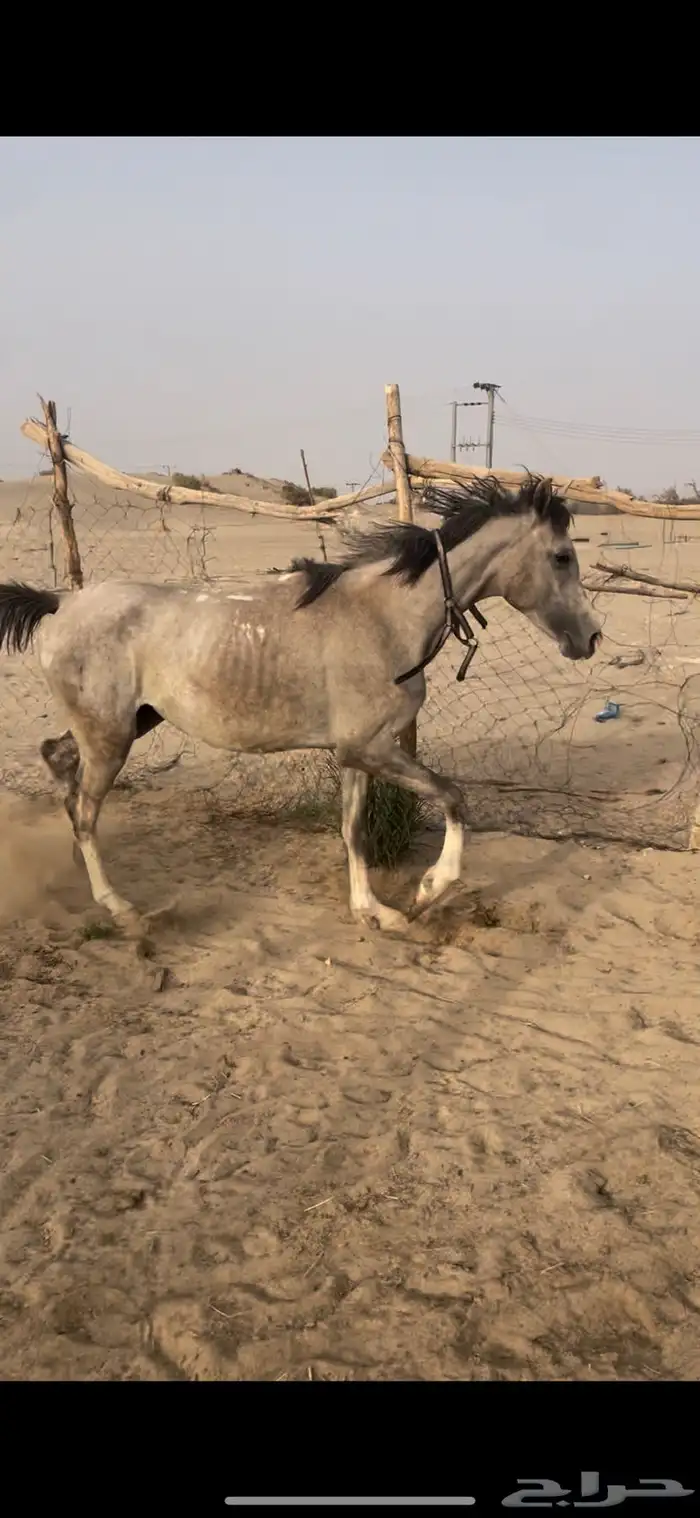 خيال كفو معسوف وصلح مع الأبل وصلح لسباق عمره 3 سنين 1