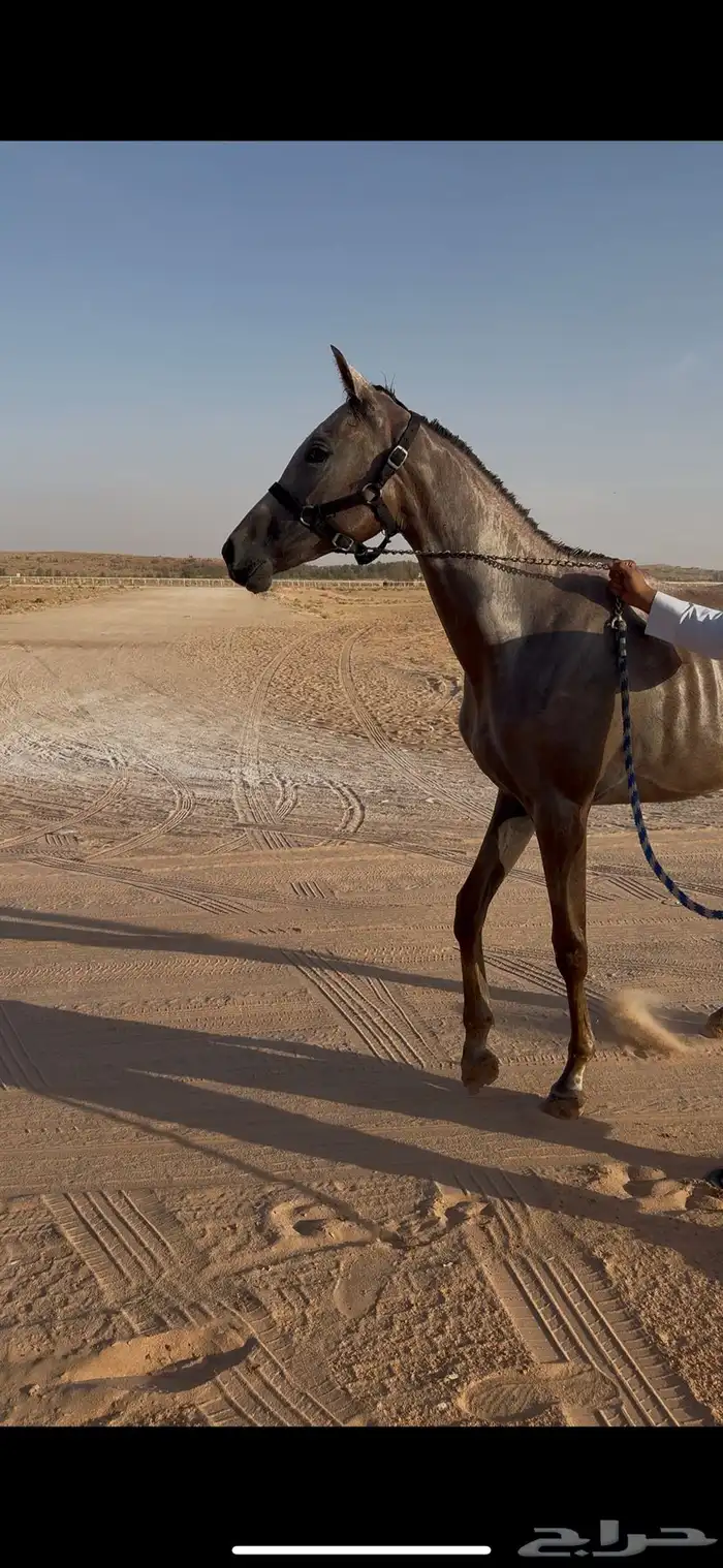 مهرة فرس عربيه شعبية عمرها سنه و 8 شهور 1