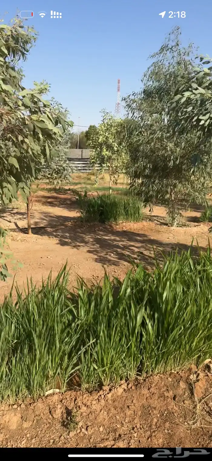 مزيرعة حلوه حقت 0