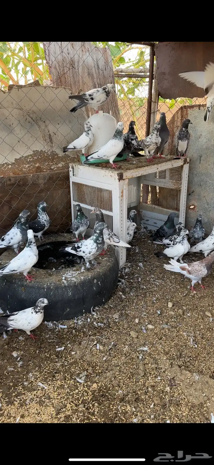 حمام باكستاني 2