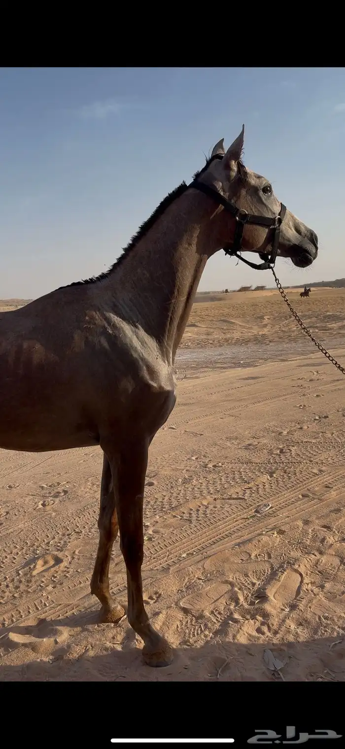مهرة فرس عربيه شعبية عمرها سنه و 8 شهور 3