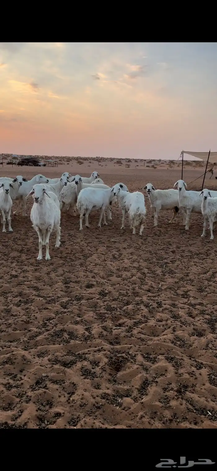 غنم حريات حرش طيبه 4