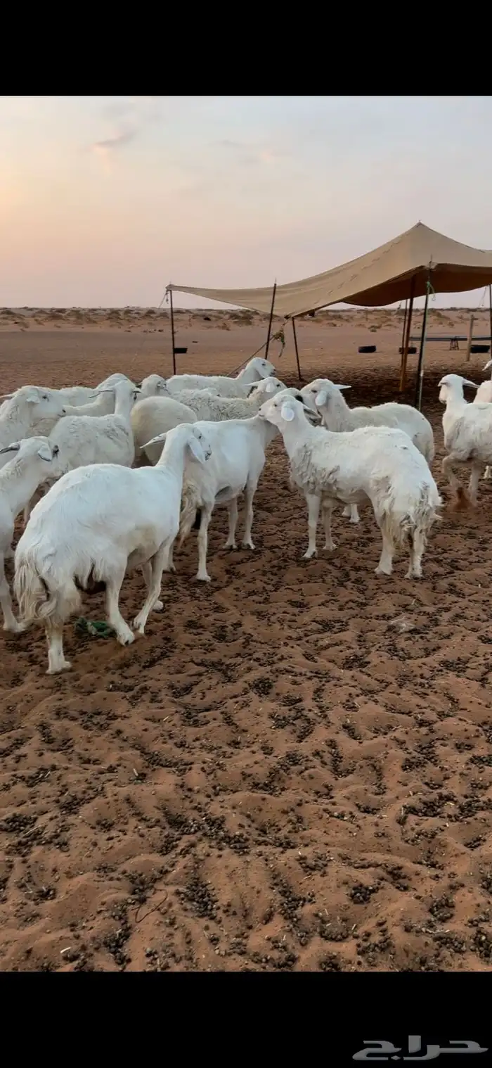 غنم حريات حرش طيبه 3
