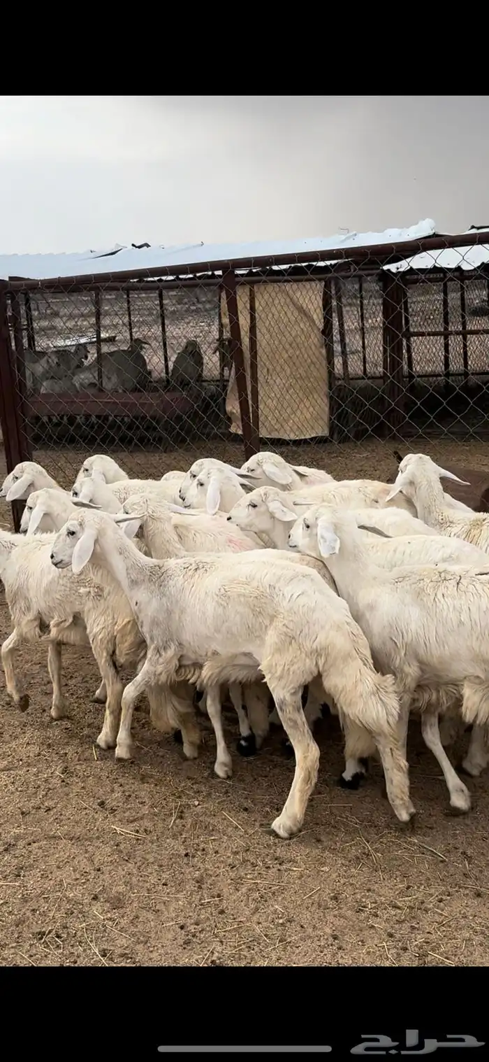تم البيييع 5