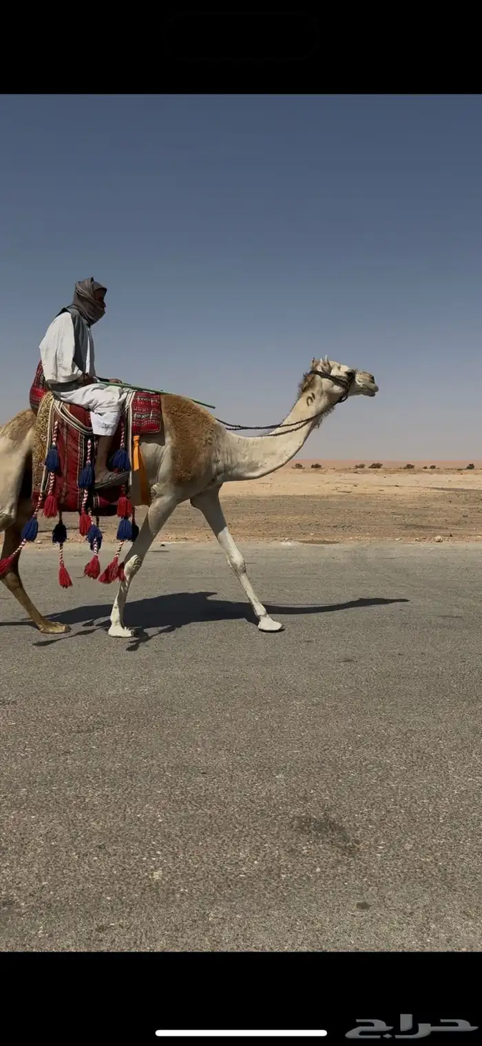 رحول ابل حمراء 1