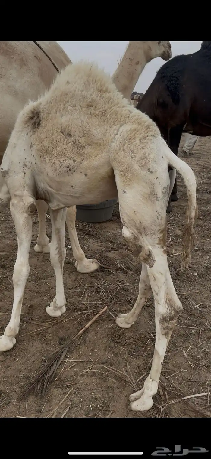 حوار على حليب امه 3