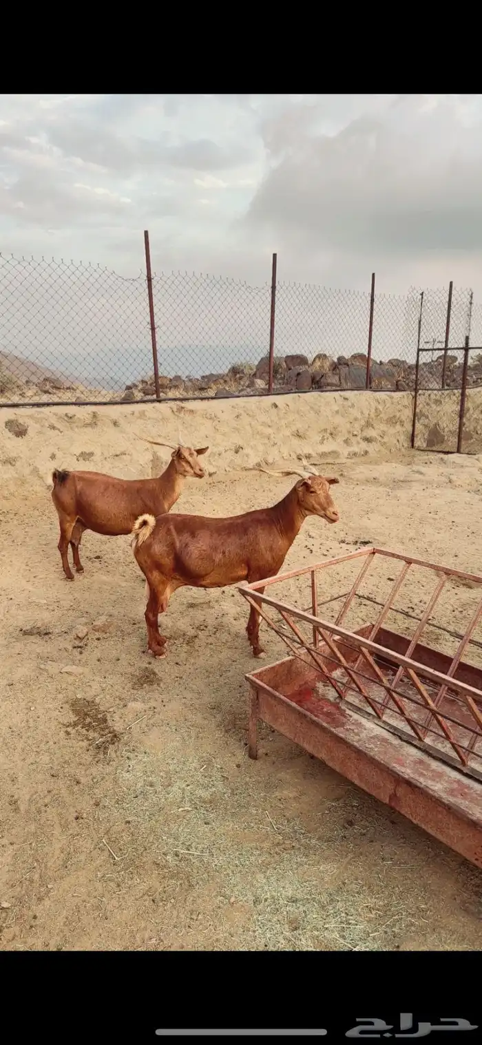 تيس وعنزين كفوو 8
