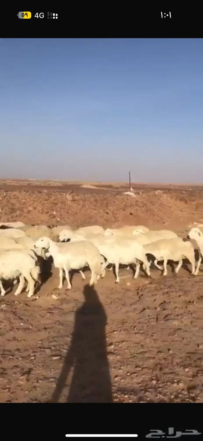 مزاد حري فيه اكثر من 3000 الف مشترك 0