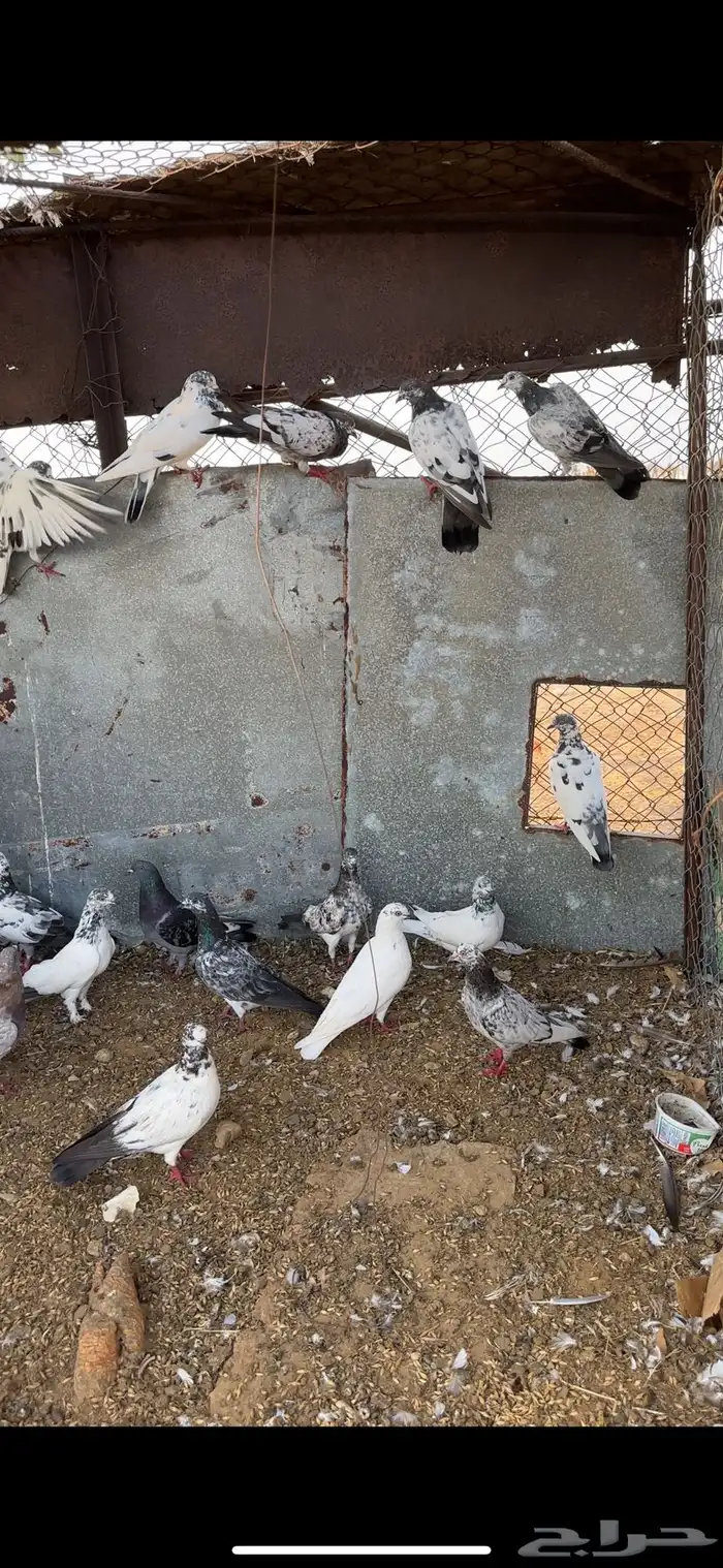 حمام باكستاني 0