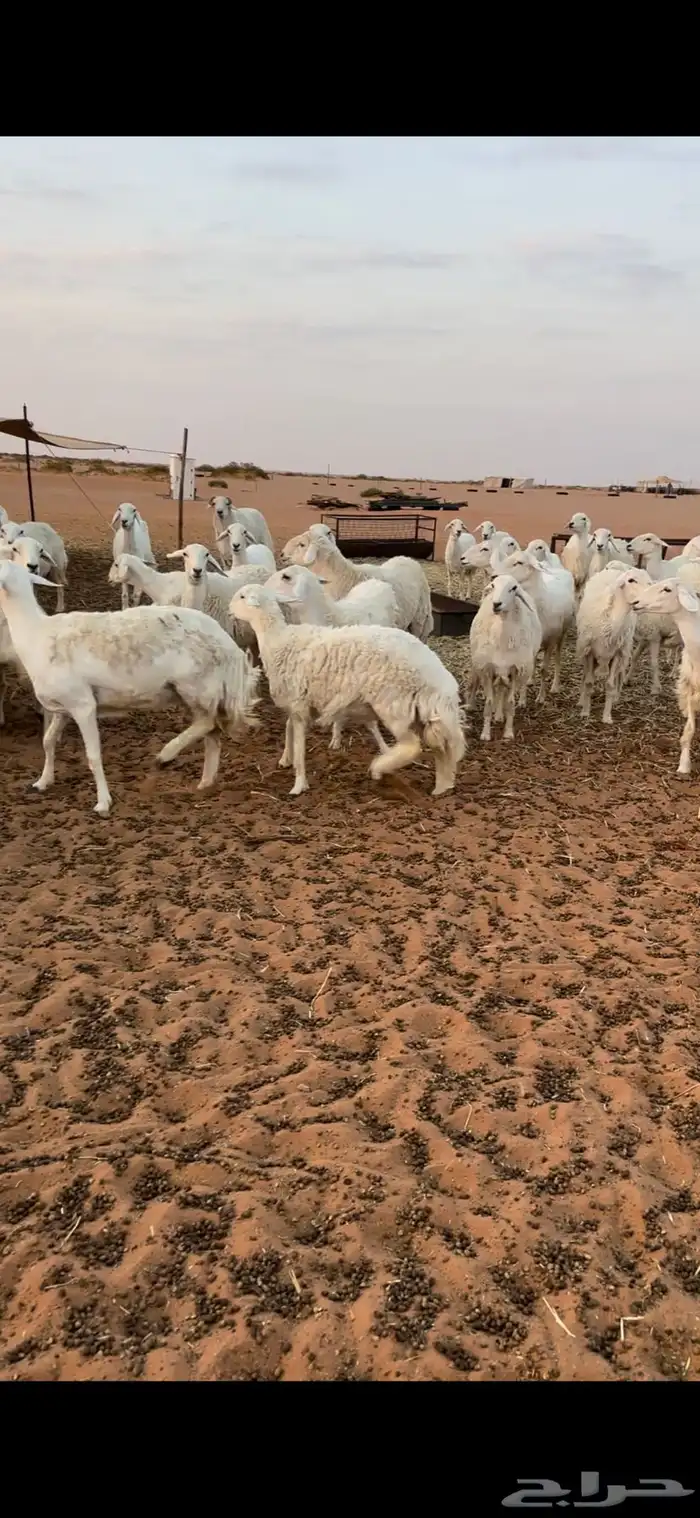 غنم حريات حرش طيبه 2