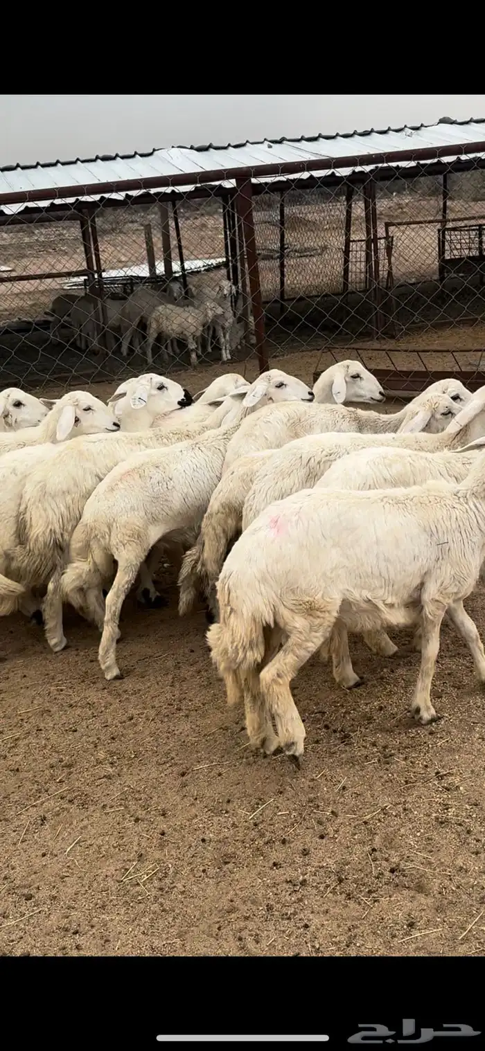 تم البيييع 4