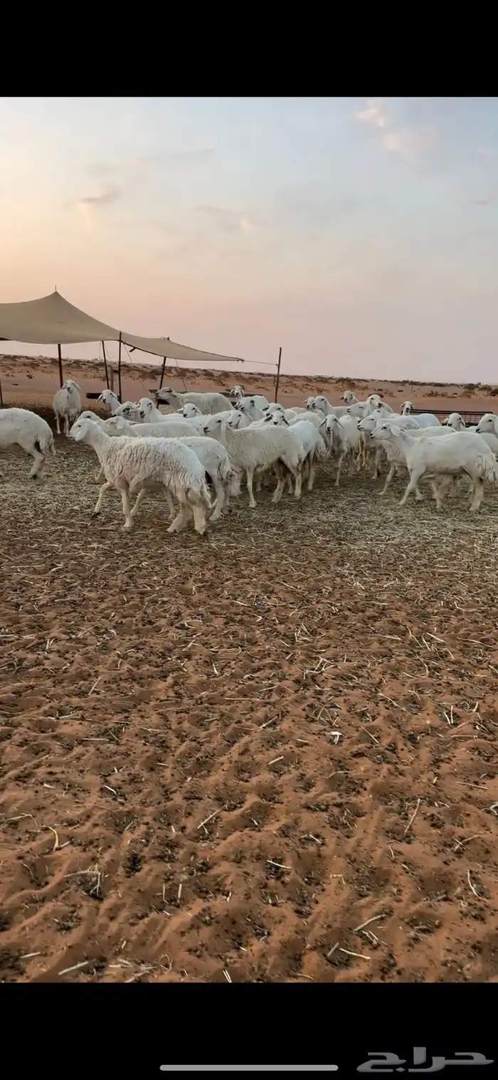غنم حريات حرش طيبه 6