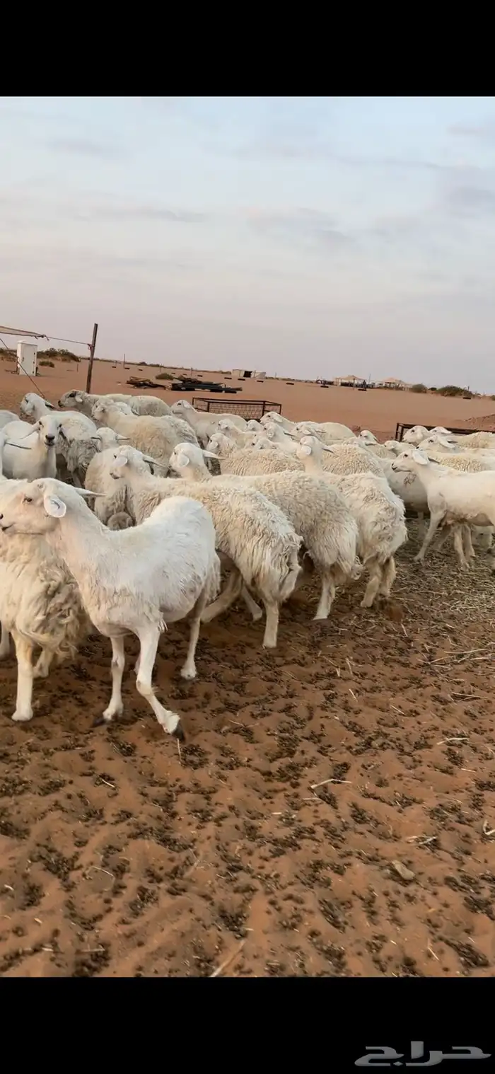 غنم حريات حرش طيبه 0