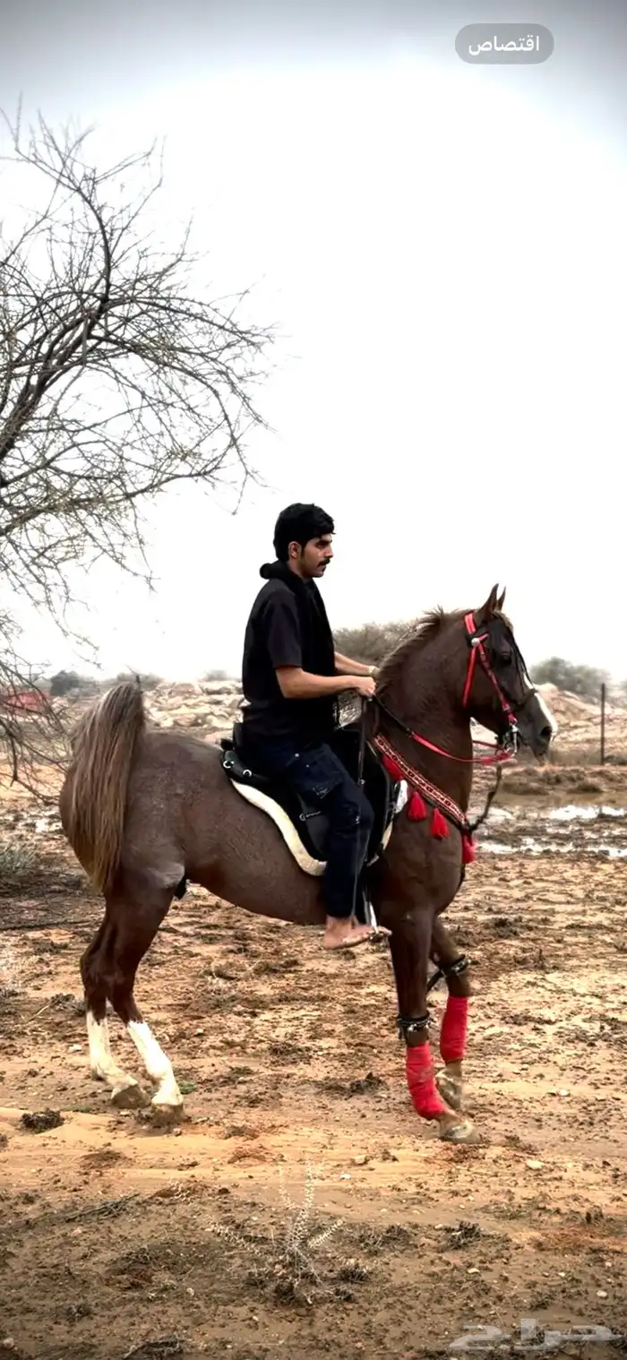 حصان شعبي كفو 1