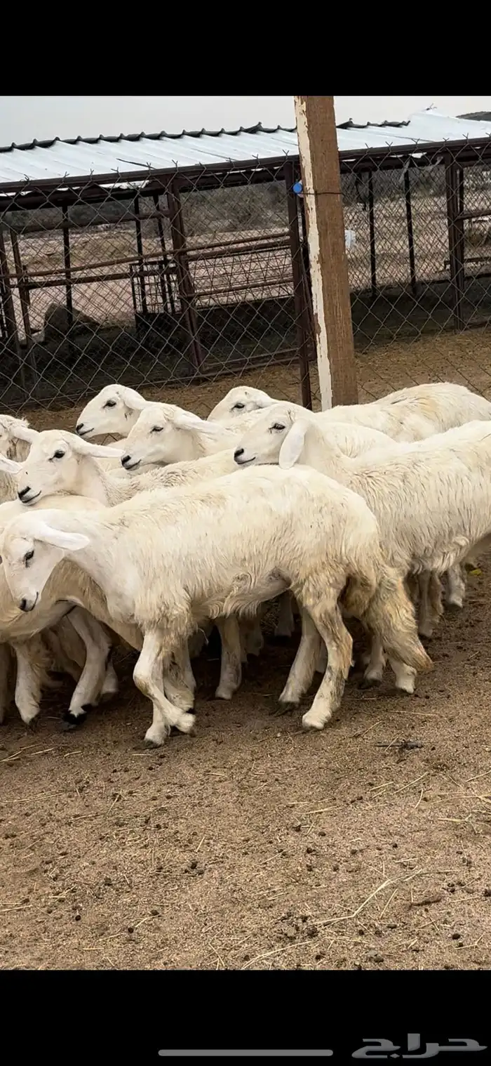 تم البيييع 10