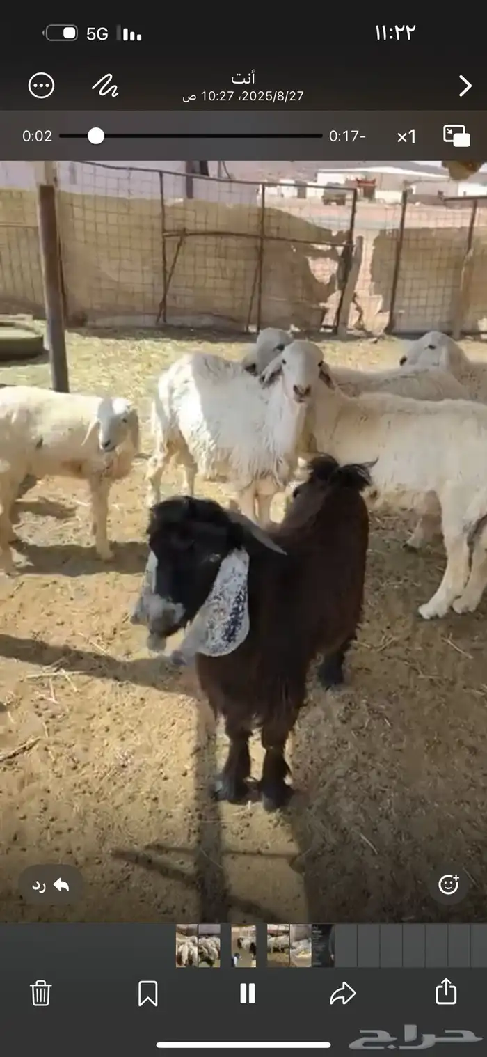 خرفان حريات 3