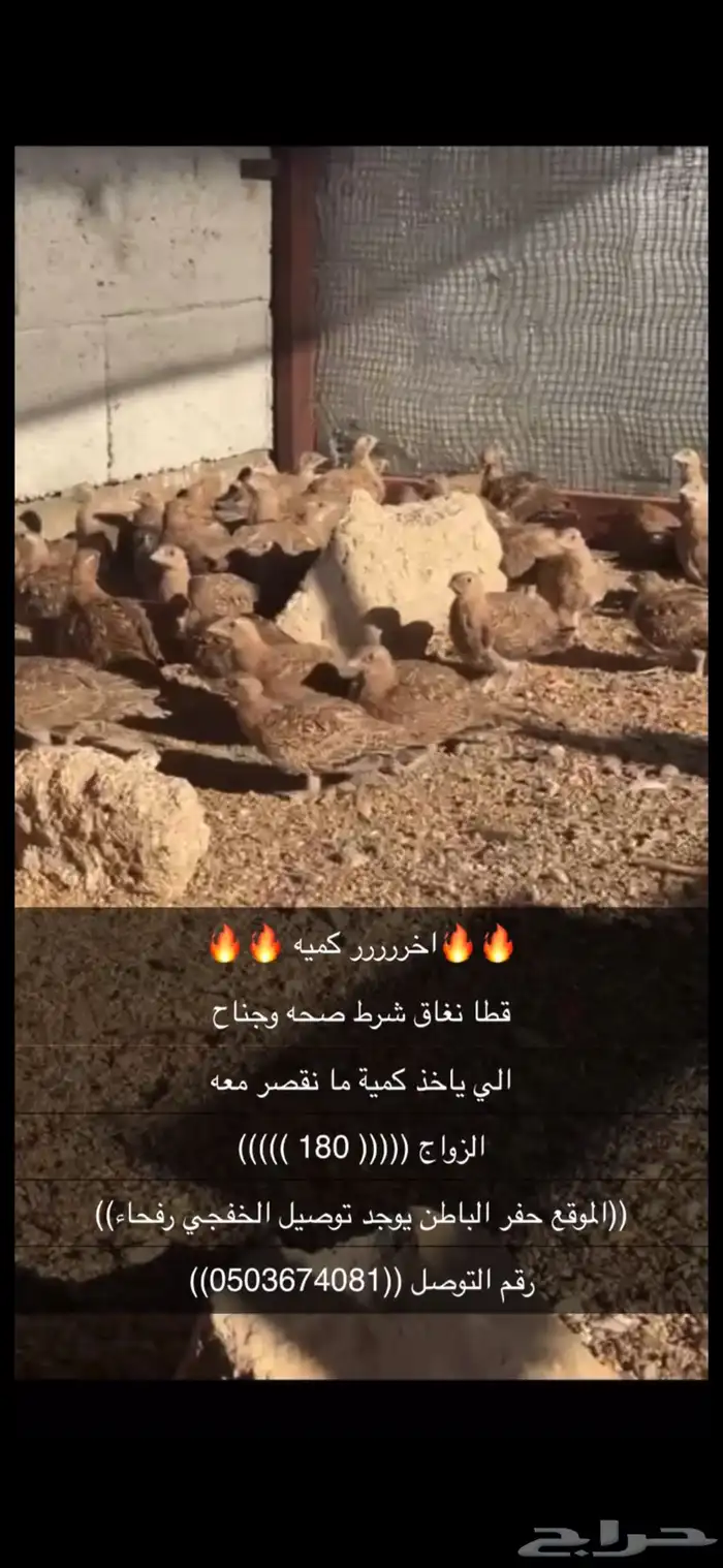 قطا نغاق برخص سعر 0