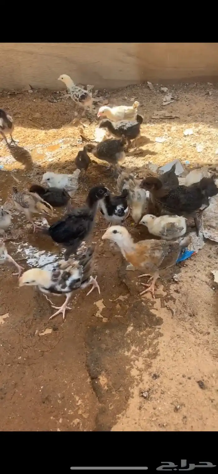 صوص دجاج بلدي 1