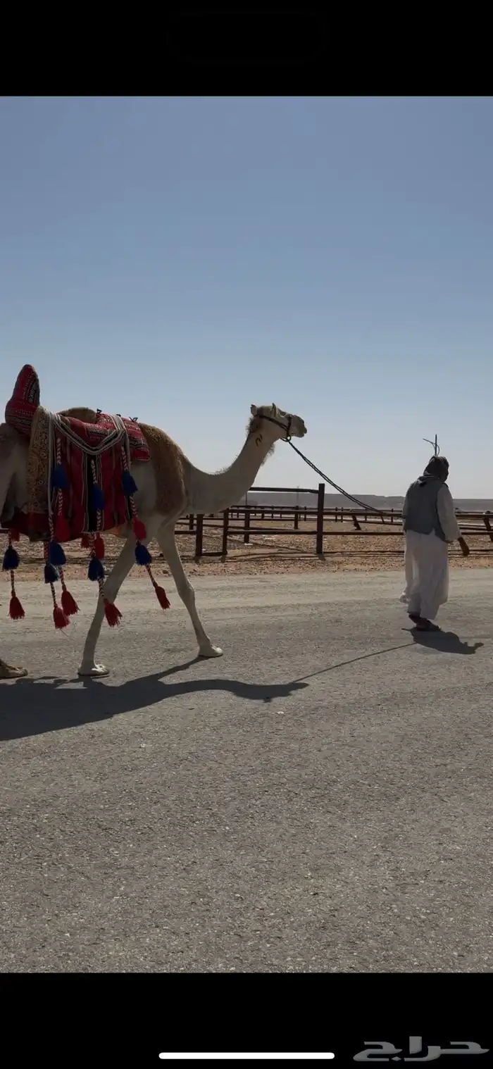 رحول ابل حمراء 0