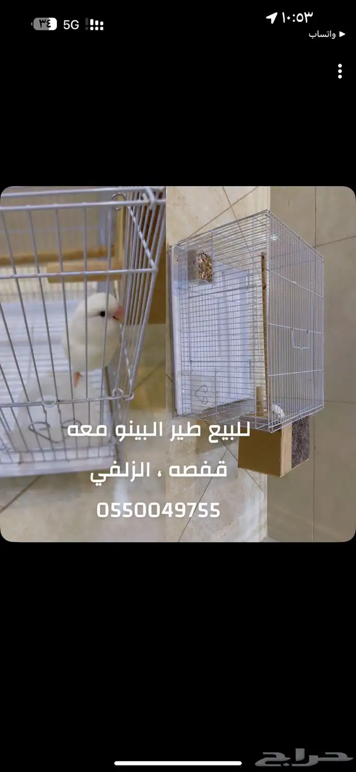 طير روز مع قفصه 0