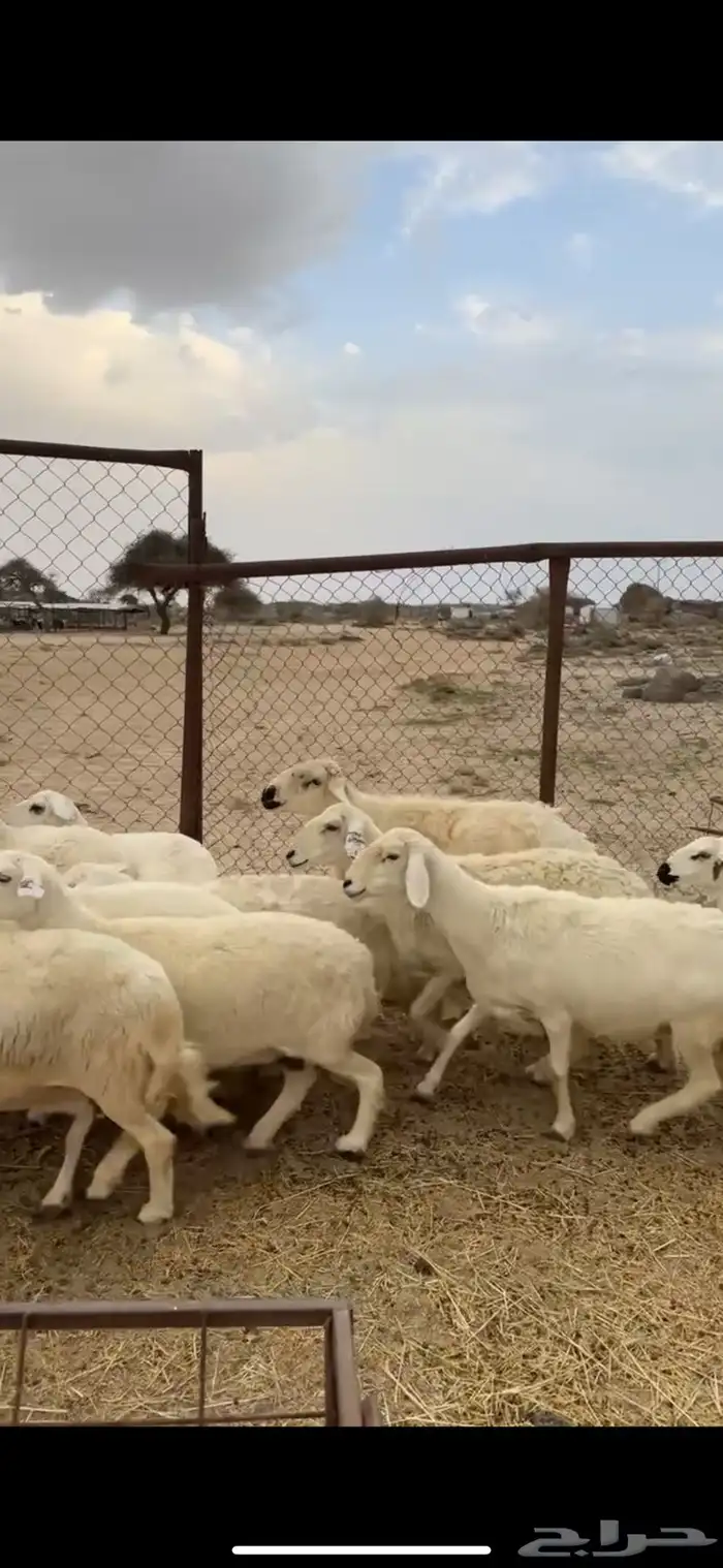 ضأن دفع صنف 2