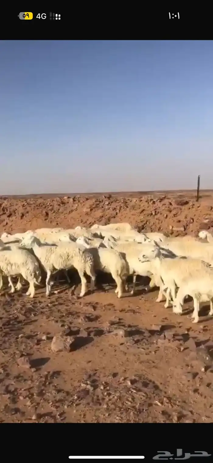 مزاد حري فيه اكثر من 3000 الف مشترك 1