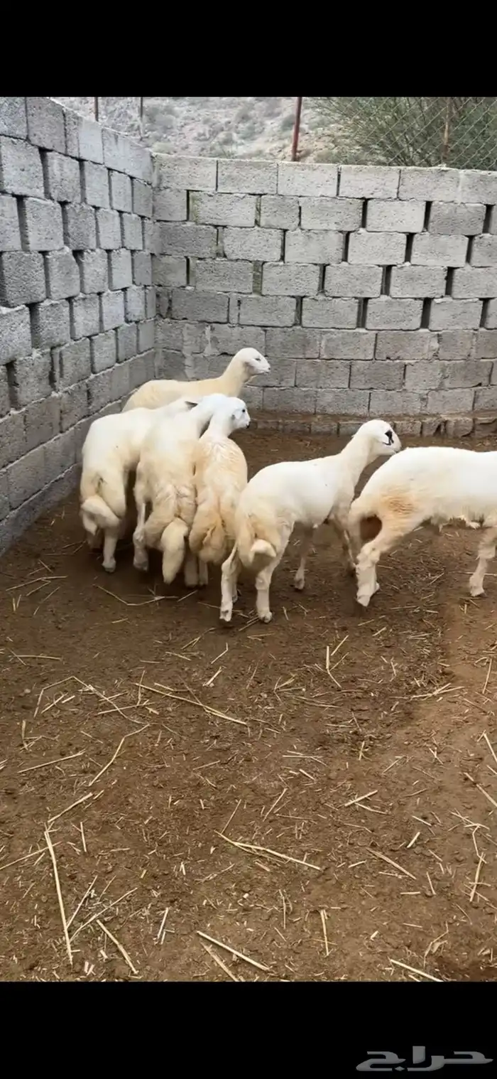 طليان للبيع 1
