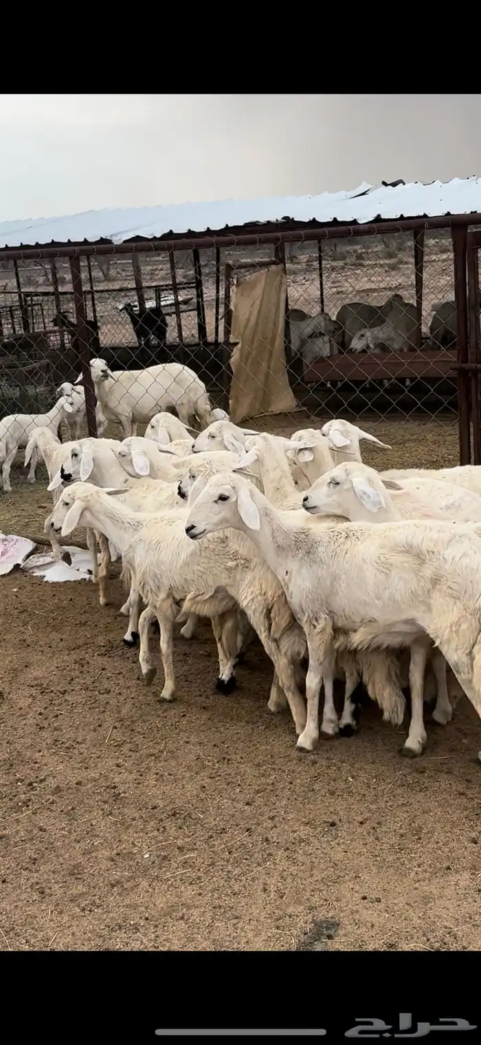 تم البيييع 6
