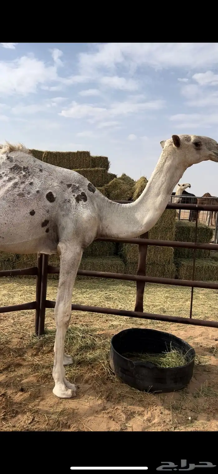 قعود 0