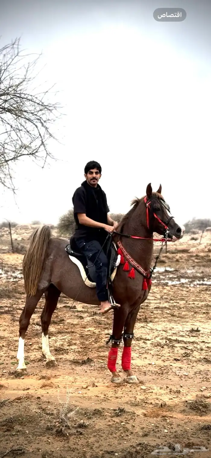 حصان شعبي كفو 0