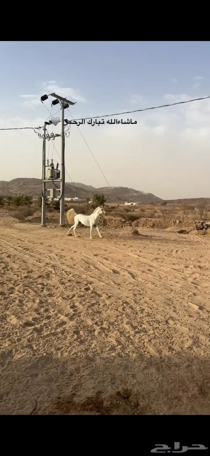 خيل واهو سليم كفو 3