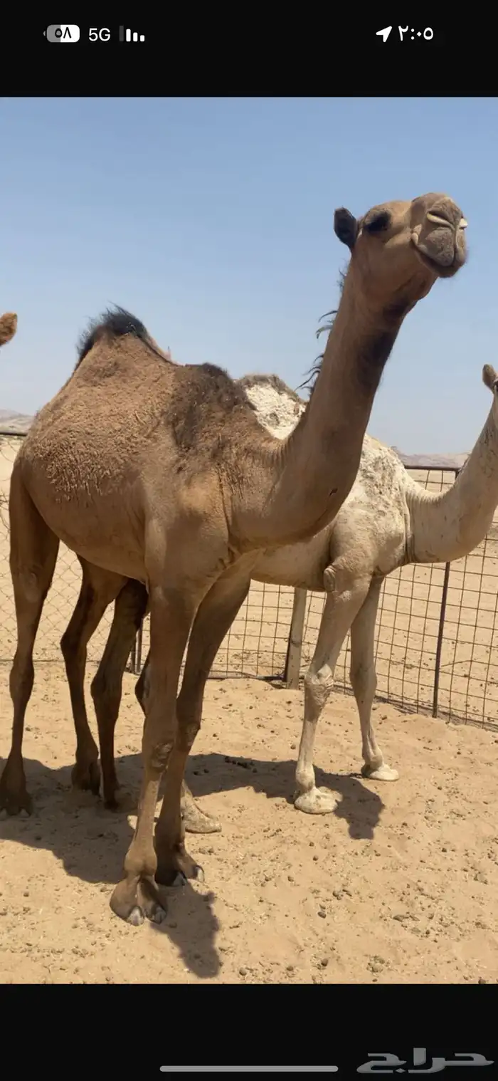 بكره صفراء 0
