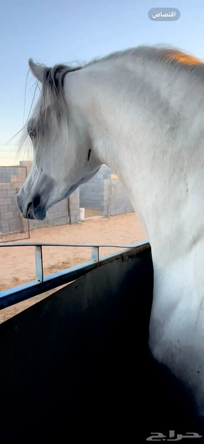 متوفر إيواء اسطبل ومربط نور الظبي وصحة الخيل واضحه 1