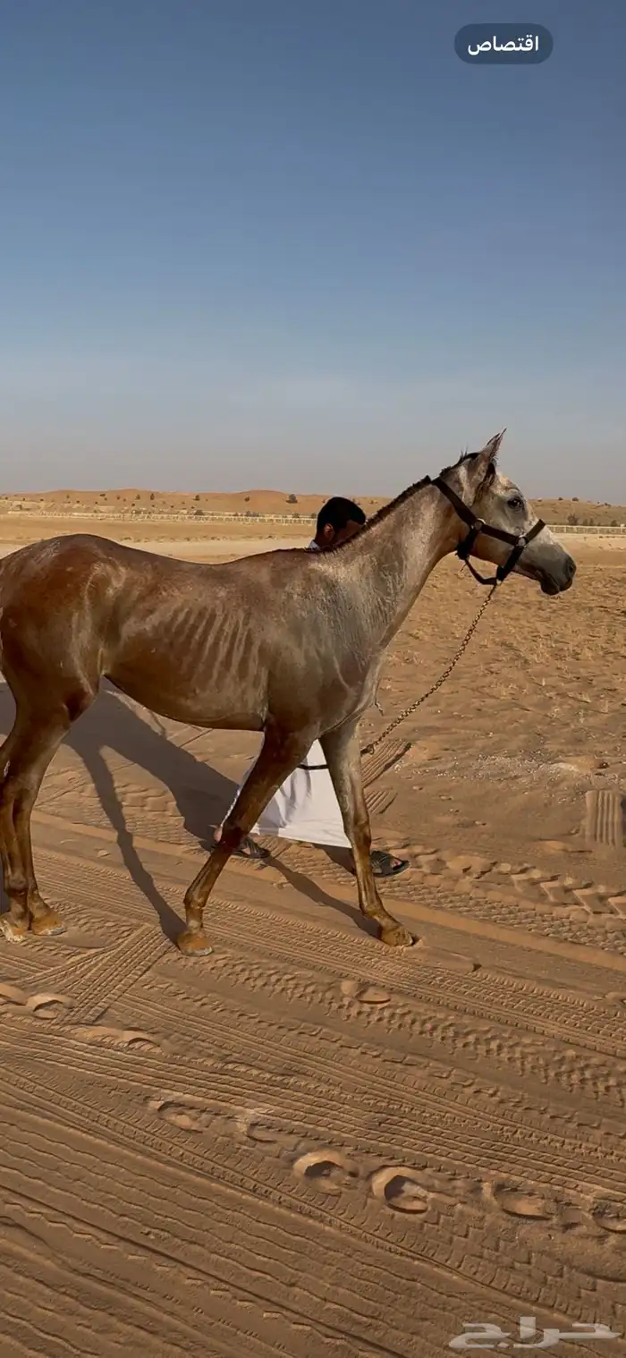 مهرة فرس عربيه شعبية عمرها سنه و 8 شهور 0