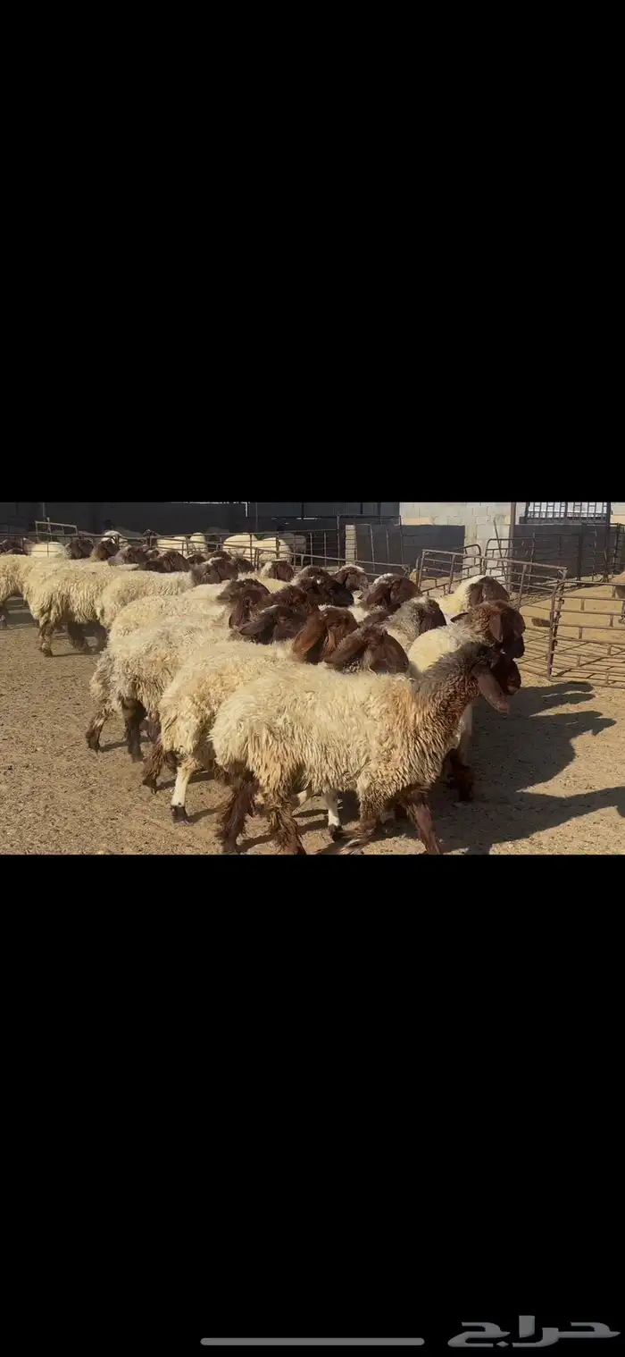 غنم نعيم صنف وخصم الخصم . 3