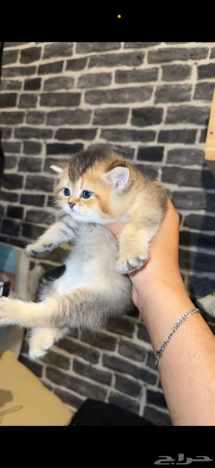 سكوتش للبيع 0