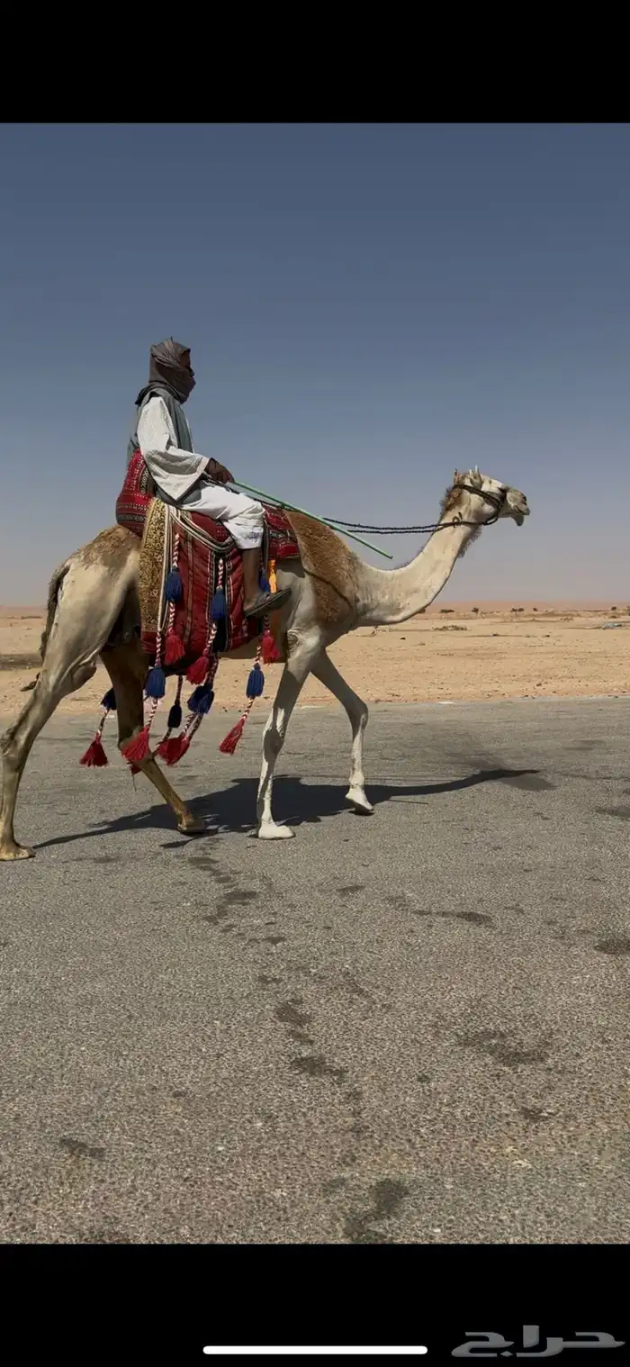 رحول ابل حمراء 4
