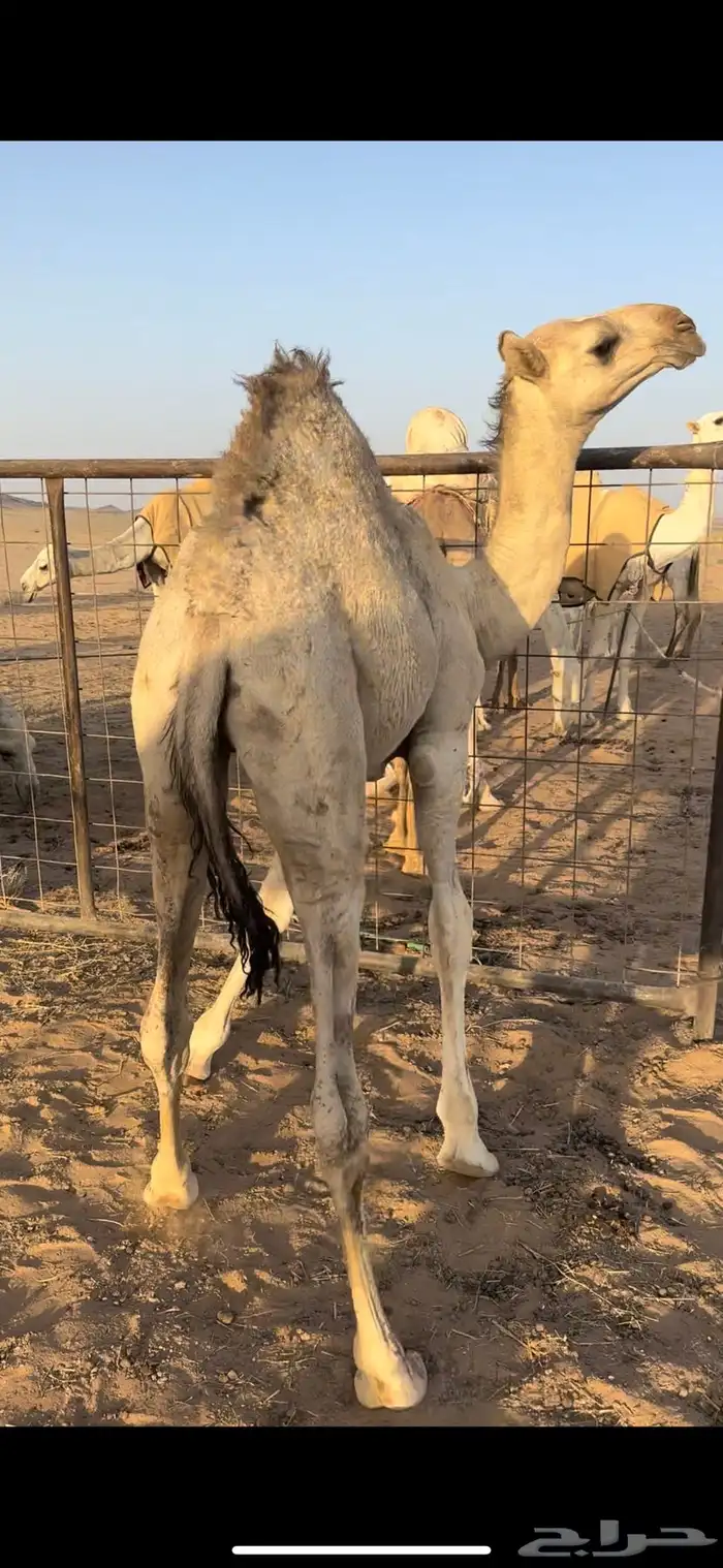 قعود قصب 1