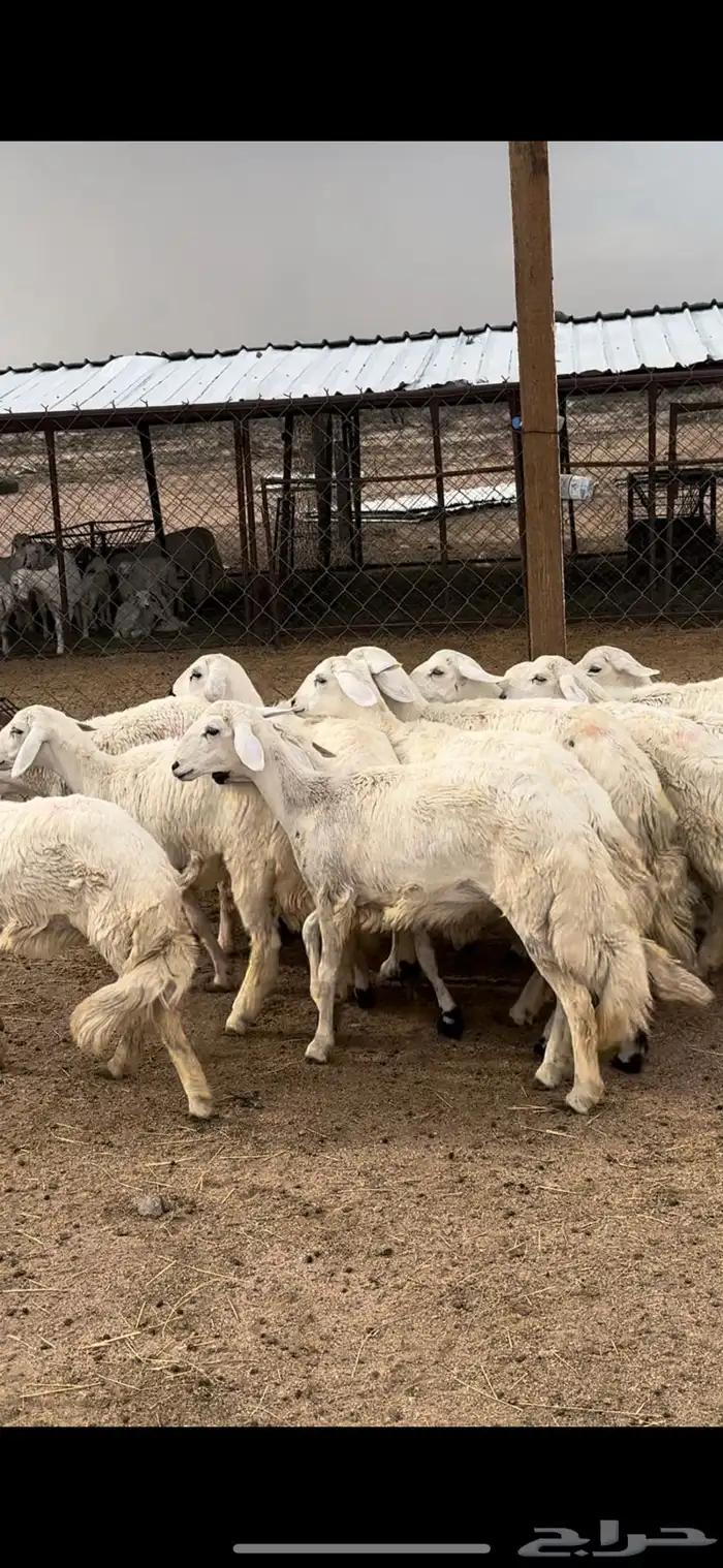 تم البيييع 7