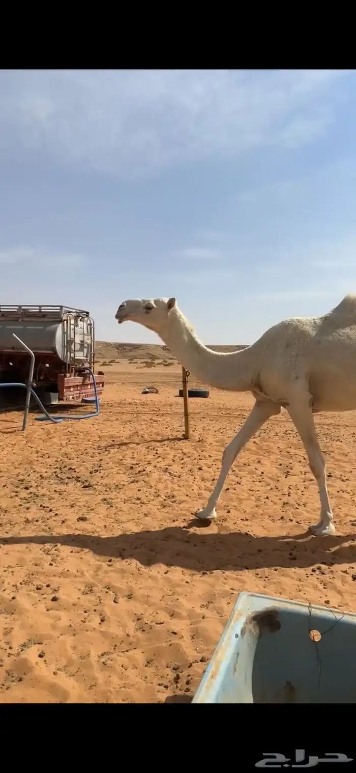 بكره وضحاء 0