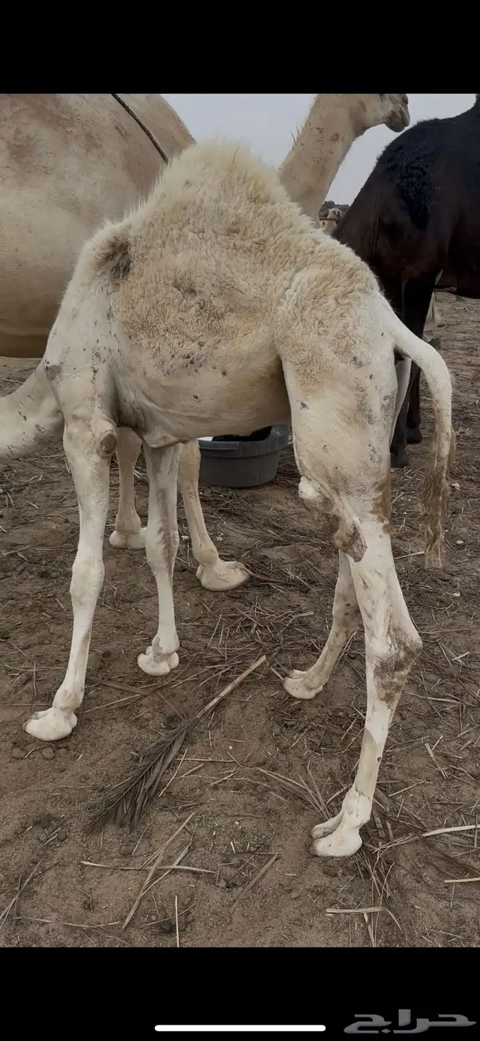 حوار على حليب امه 1
