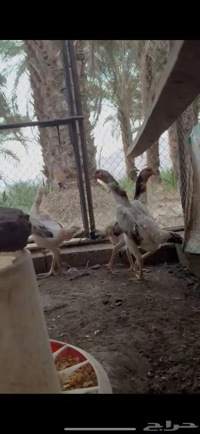 دجاج سامري يباني منتج 0