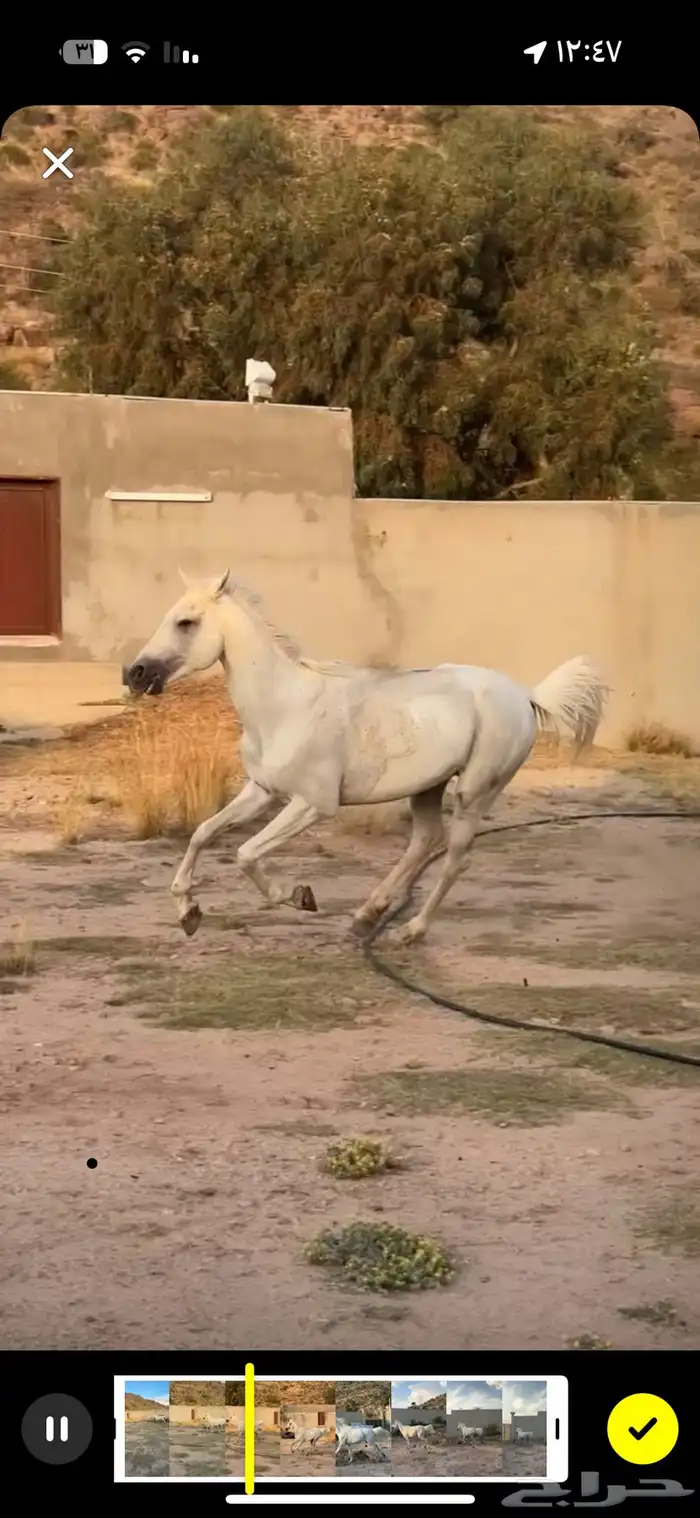 حصان 0