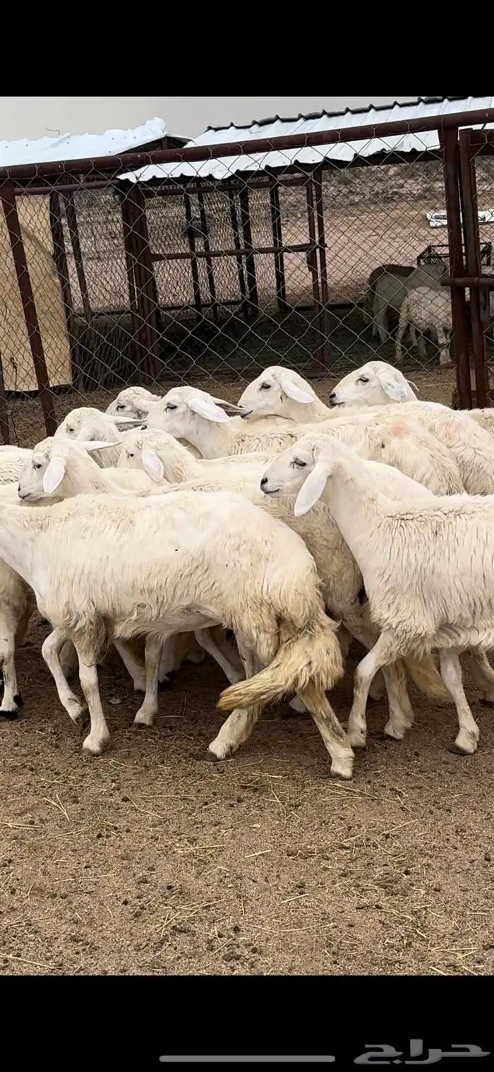 تم البيييع 2