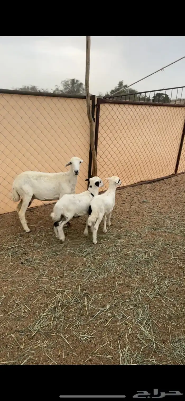 رخل ثنيه تحتها خروف ورخل 0
