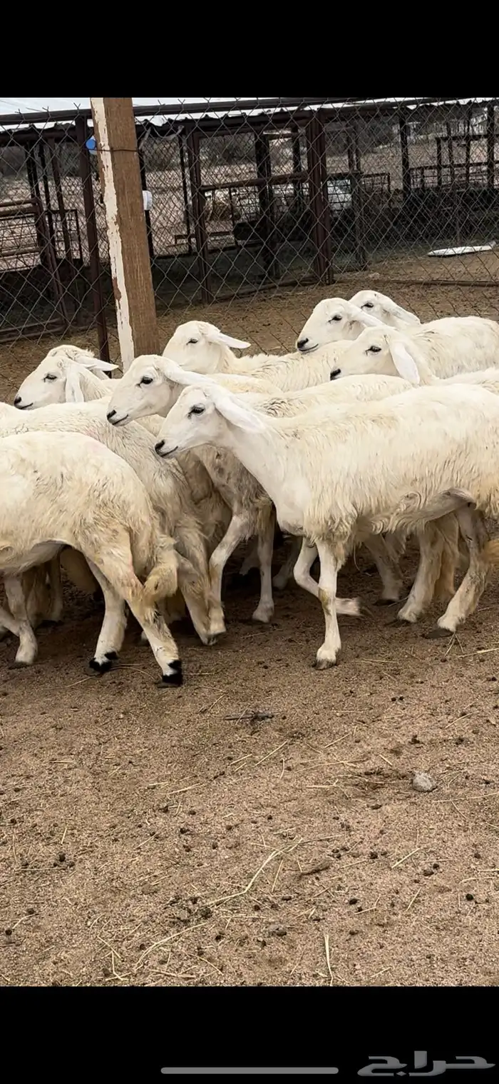 تم البيييع 0